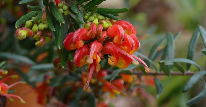 Grevillea 'Charlie's Angel'