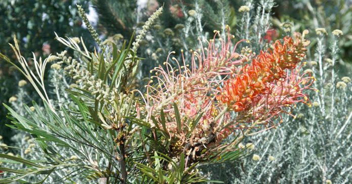 Grevillea 'Coastal Sunset' Grevillea 'Coastal Sunset'