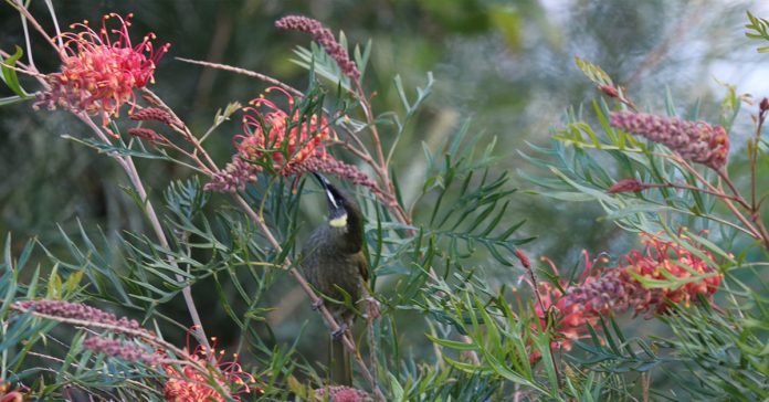 Grevillea 'Coconut Ice'