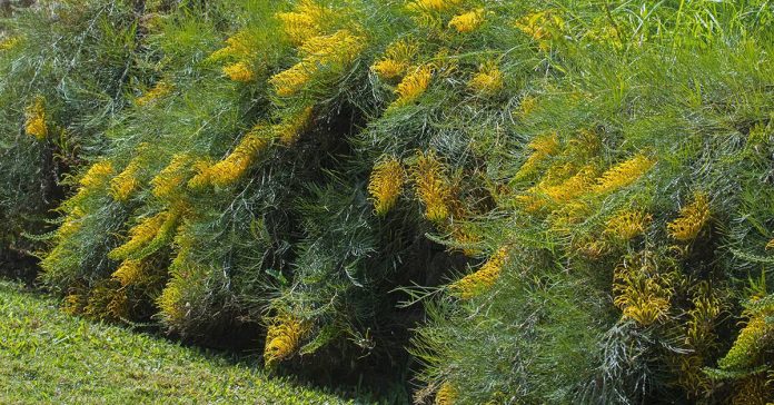 Grevillea 'Golden Lyre'