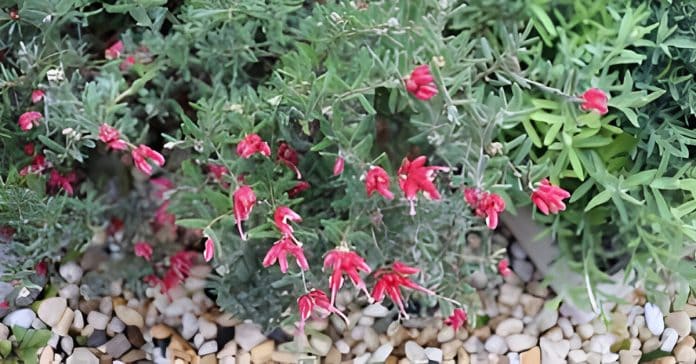 Grevillea 'Jelly Baby'