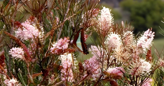 Grevillea 'Pink Ice' Grevillea 'Pink Ice'