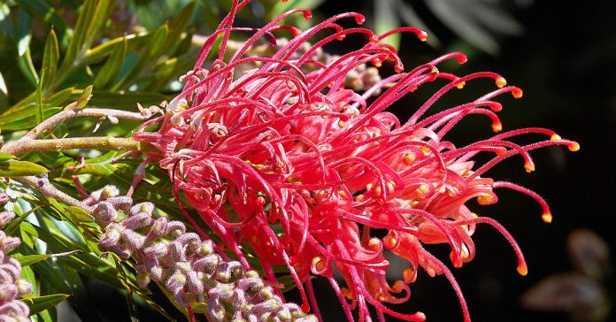 Grevillea 'Robyn Gordon'