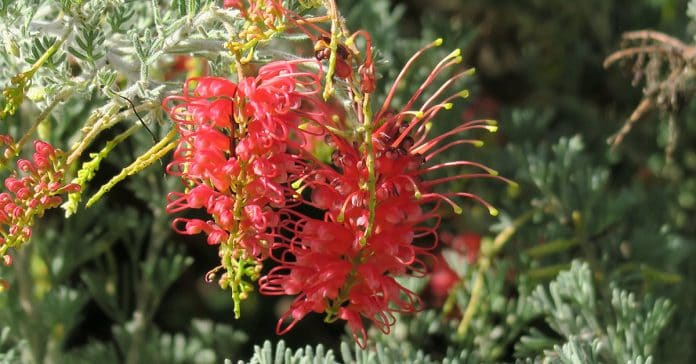 Grevillea 'Seaspray'