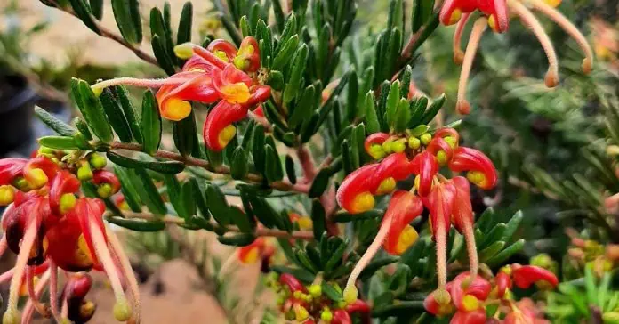 Grevillea 'Winter Flame'