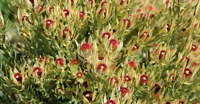 Leucadendron 'Bella's Buttons'