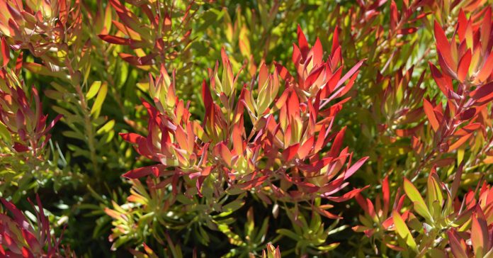 Leucadendron 'Cheeky'