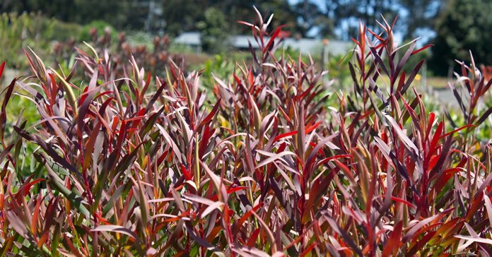 Leucadendron 'Deacon Red’