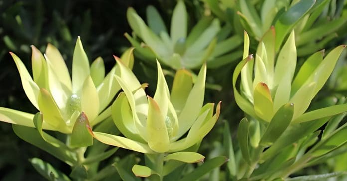 Leucadendron 'Florence’