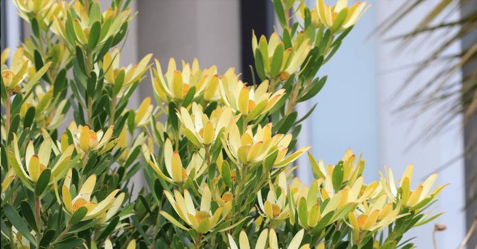 Leucadendron 'Gandogeri’