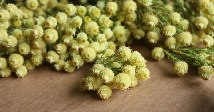 Leucadendron 'Golden Fireworks'