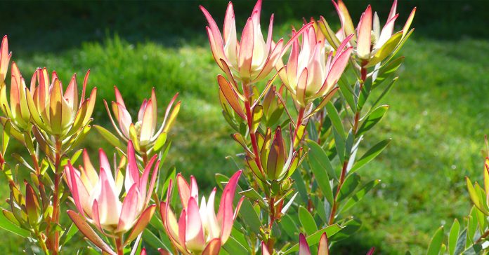 Leucadendron 'Jack Harre'