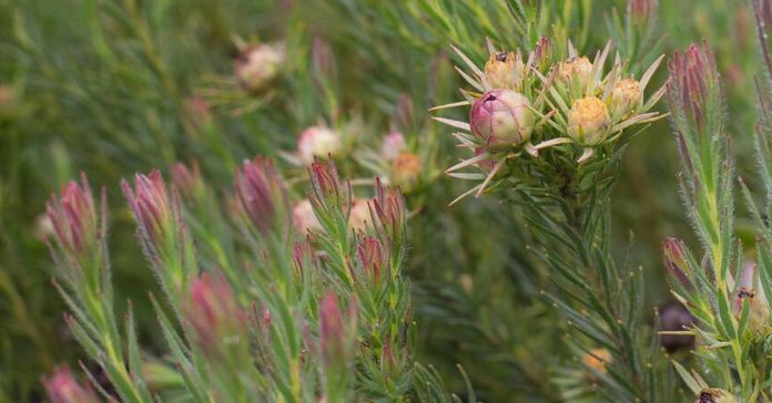 Leucadendron 'Jubilee Crown'