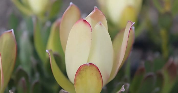 Leucadendron 'Lemon Spice'