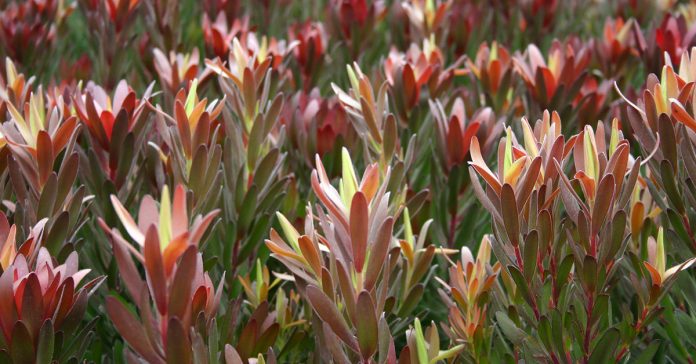 Leucadendron 'Safari Sunset'