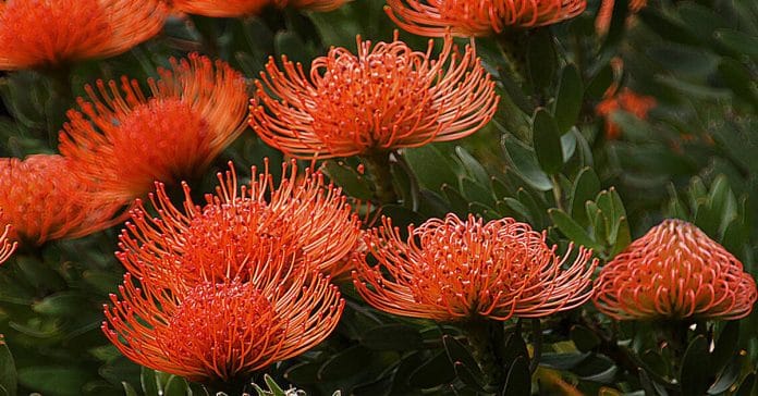 Australian Waratah