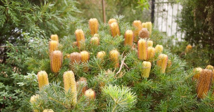Banksia 'Honey Pots'
