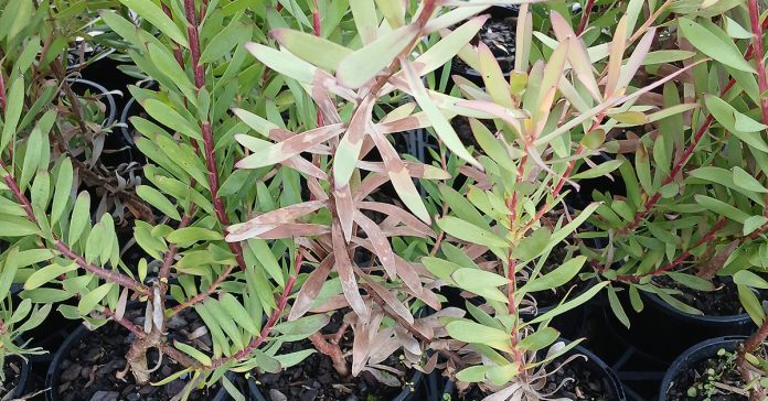 Fusarium Wilt and the Proteaceae Family: A Special Challenge