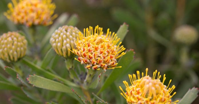 Leucospermum 'Calypso Gold'