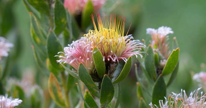 Leucospermum 'Calypso Pink'