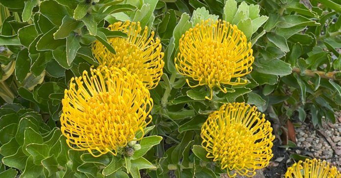 Leucospermum 'High Gold'