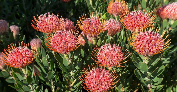 Leucospermum 'Scarlet Ribbon' Leucospermum 'Scarlet Ribbon'
