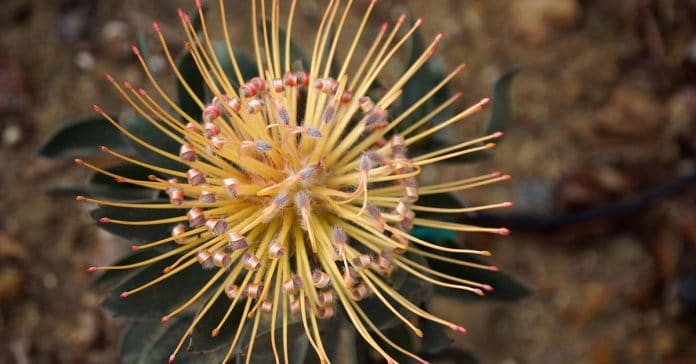 Leucospermum 'Spider' Leucospermum 'Spider'