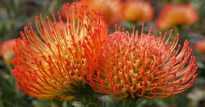 Leucospermum 'Succession'