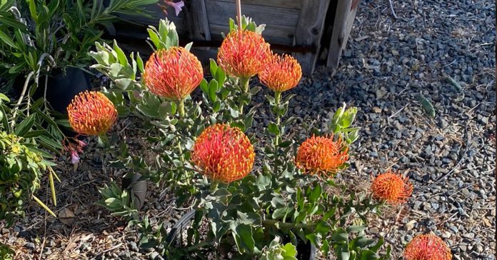 Leucospermum 'Sunrise'