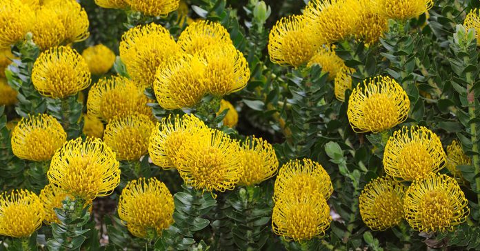 Leucospermum 'Yellow Bird'