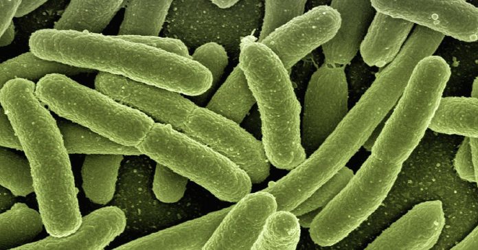 Phosphate-solubilizing bacteria Phosphate-solubilizing bacteria