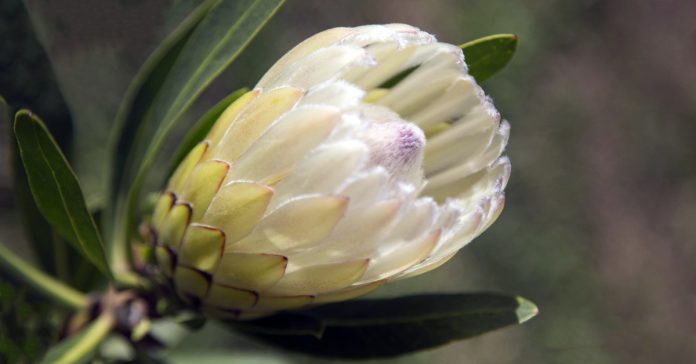 Protea 'Australis Ice'