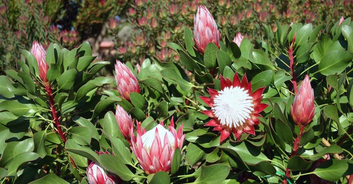 Protea 'Little Prince'