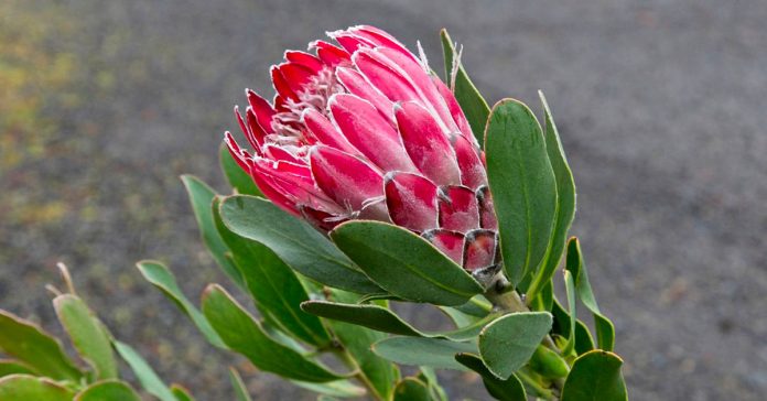 Protea 'Red Baron'