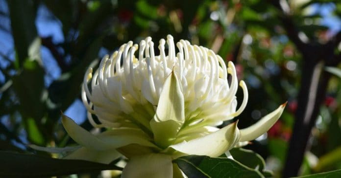 Telopea 'Shady Lady White'