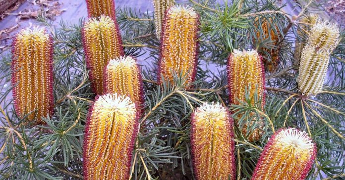 Banksia 'Cherry Candles'
