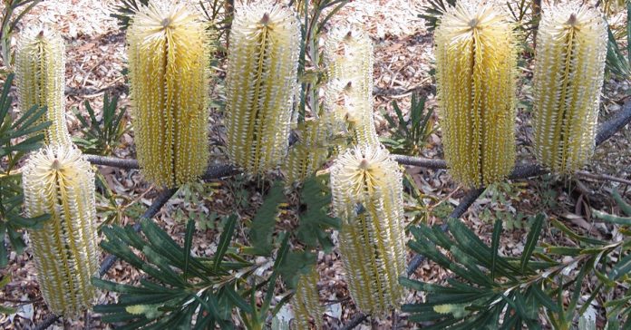 Banksia 'Lemon Glow'