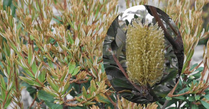 Banksia 'Sentinel'