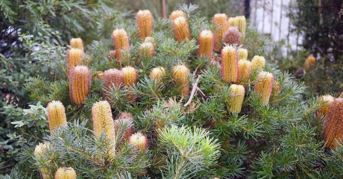 Banksia 'Stumpy Gold'