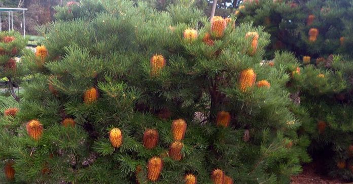 Banksia 'Twilight Sparkle'