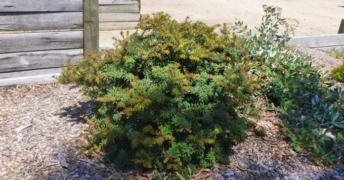 Banksia ‘Mini Marg’