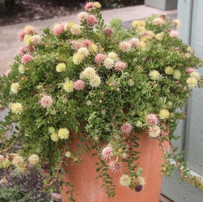 Leucospermum heterophyllum Hullabaloo