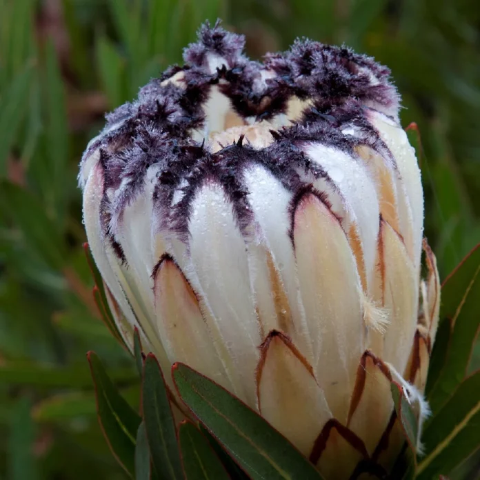 Protea neriifolia 'Cream Mink'