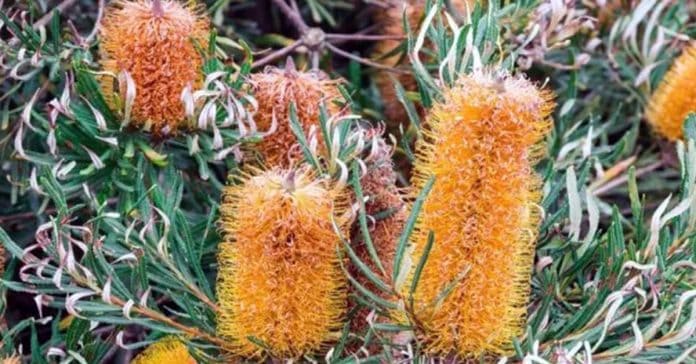 Banksia 'Pearl Perfection'