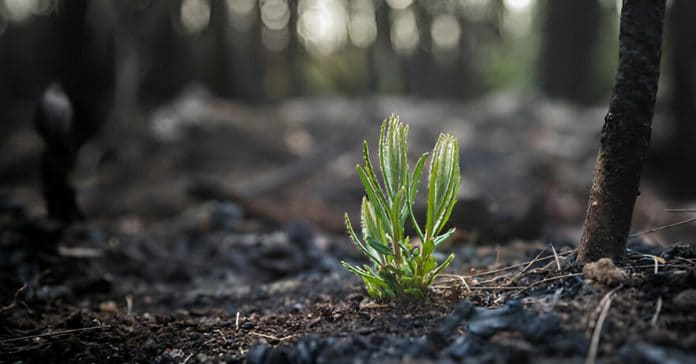 Fire‑mediated germination syndromes in Leucadendron (Proteaceae)