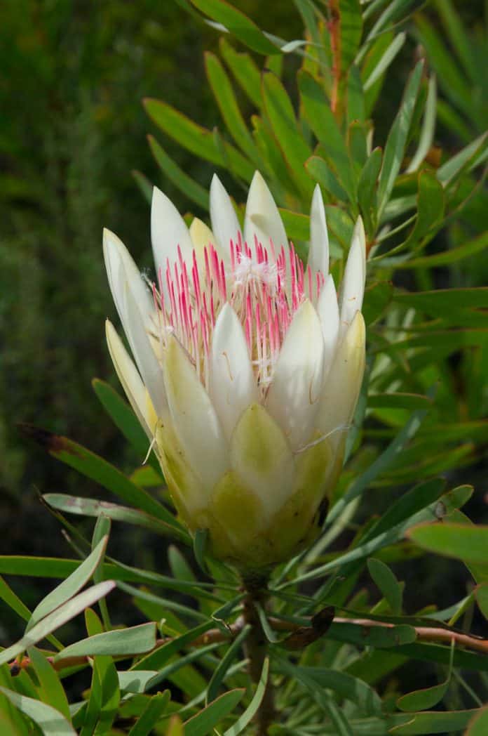 Protea repens 'Honeyglow'