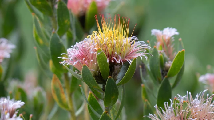 Leucospermum 'Calypso Pink'