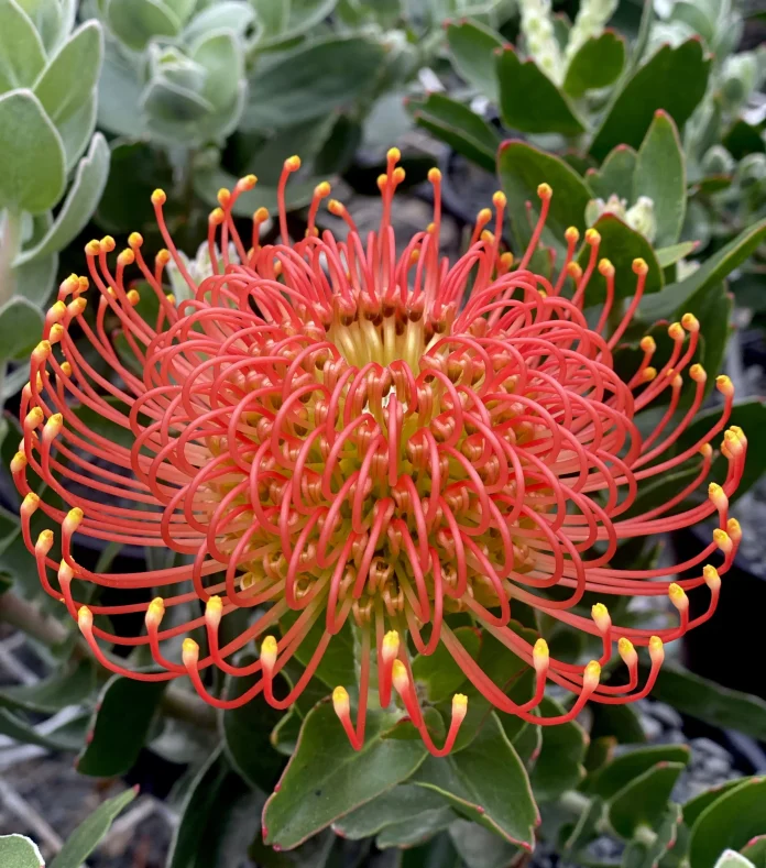 Leucospermum cordifolium 'Vlam' Leucospermum cordifolium 'Vlam'