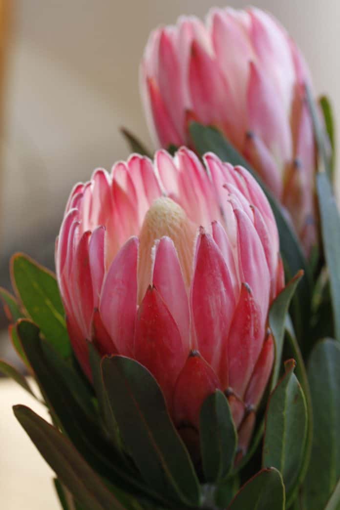 Protea Pink Cream Protea Pink Cream