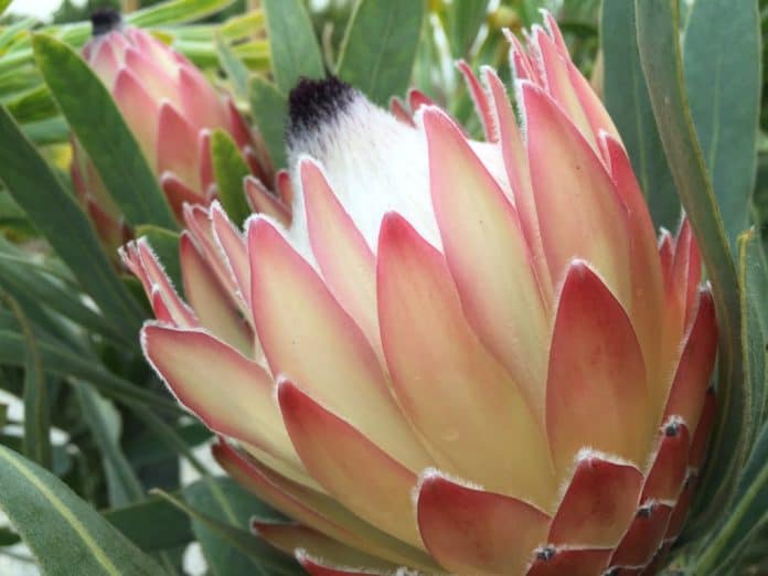 Protea ‘Possum Magic’ Protea ‘Possum Magic’